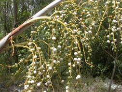 Image of white thatch palm