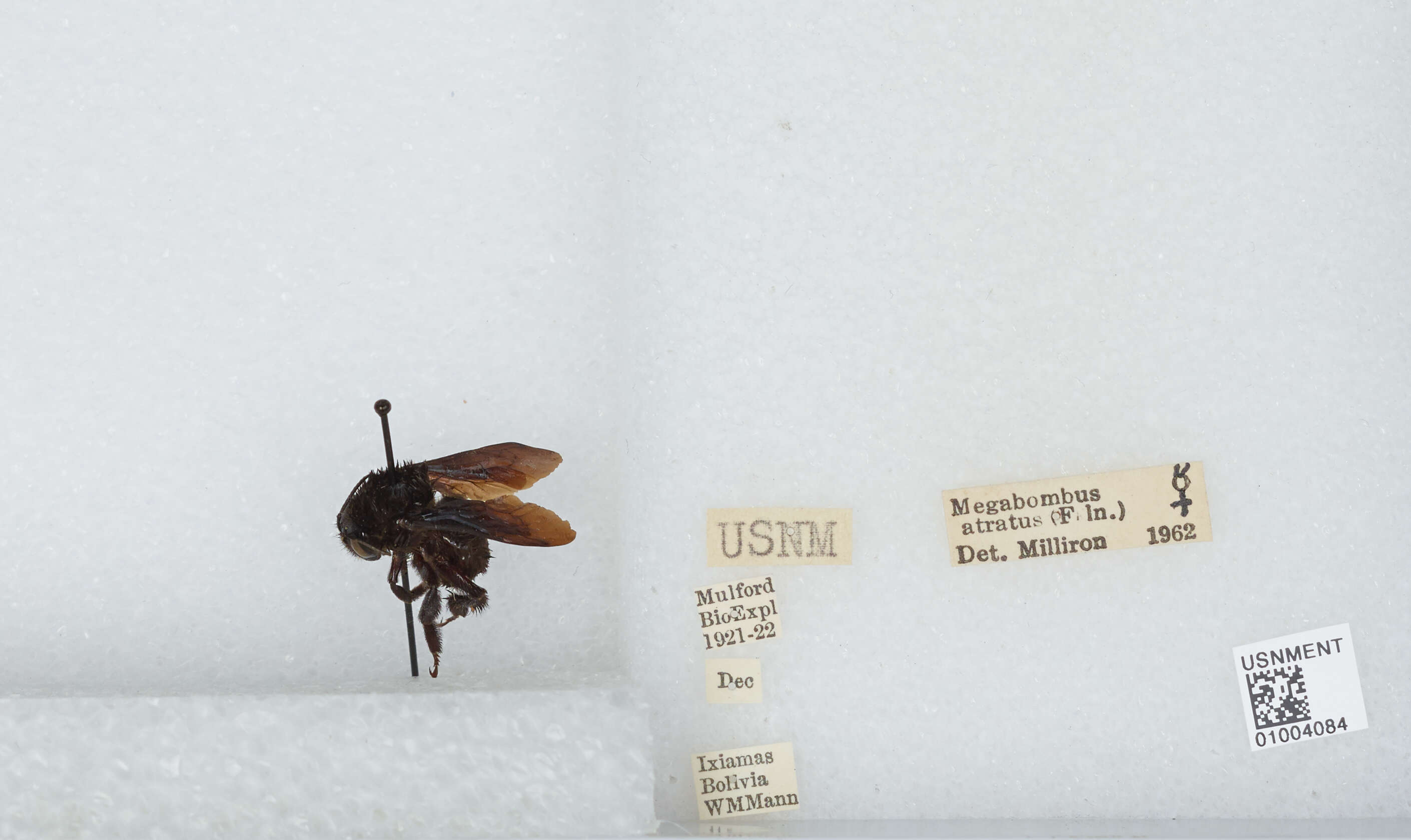 Image of Bombus pauloensis Friese 1912