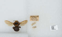 Image de Bombus insularis (Smith 1861)