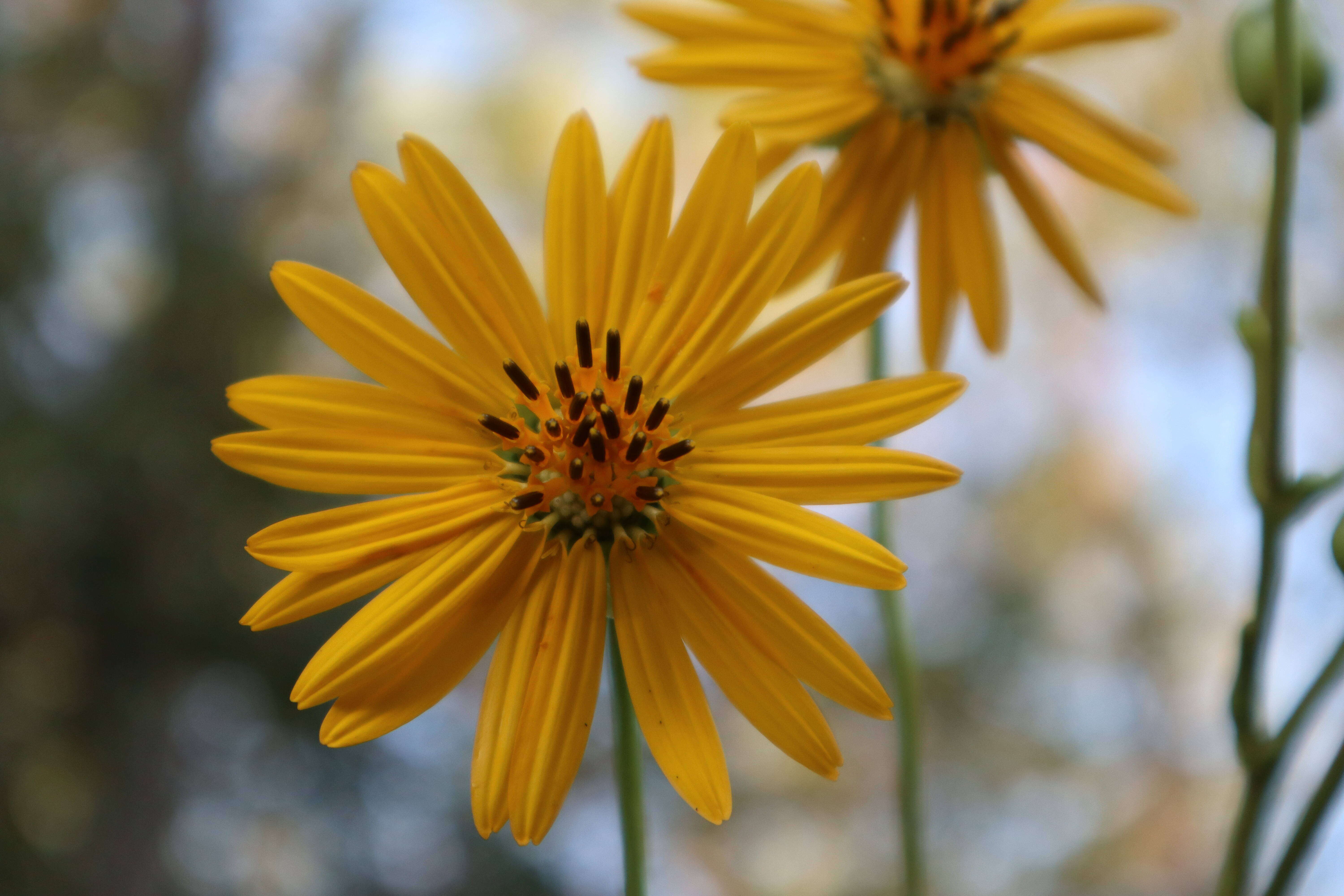 Image of prairie rosinweed