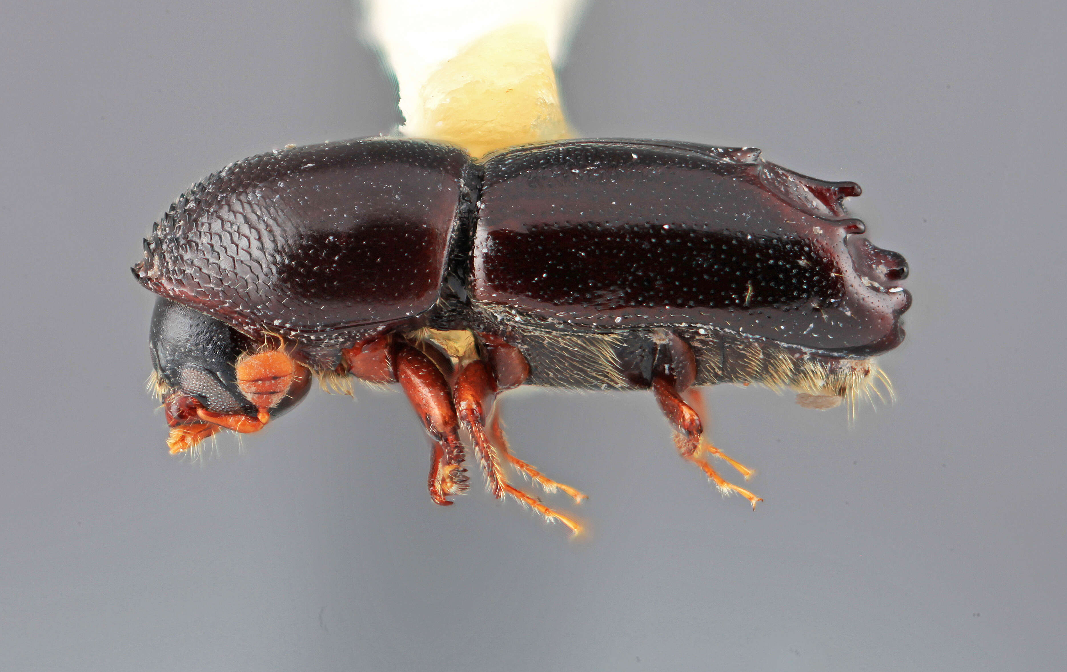 Image of Tricolus naevus Wood 1974