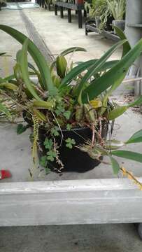 Imagem de Bulbophyllum rufinum Rchb. fil.