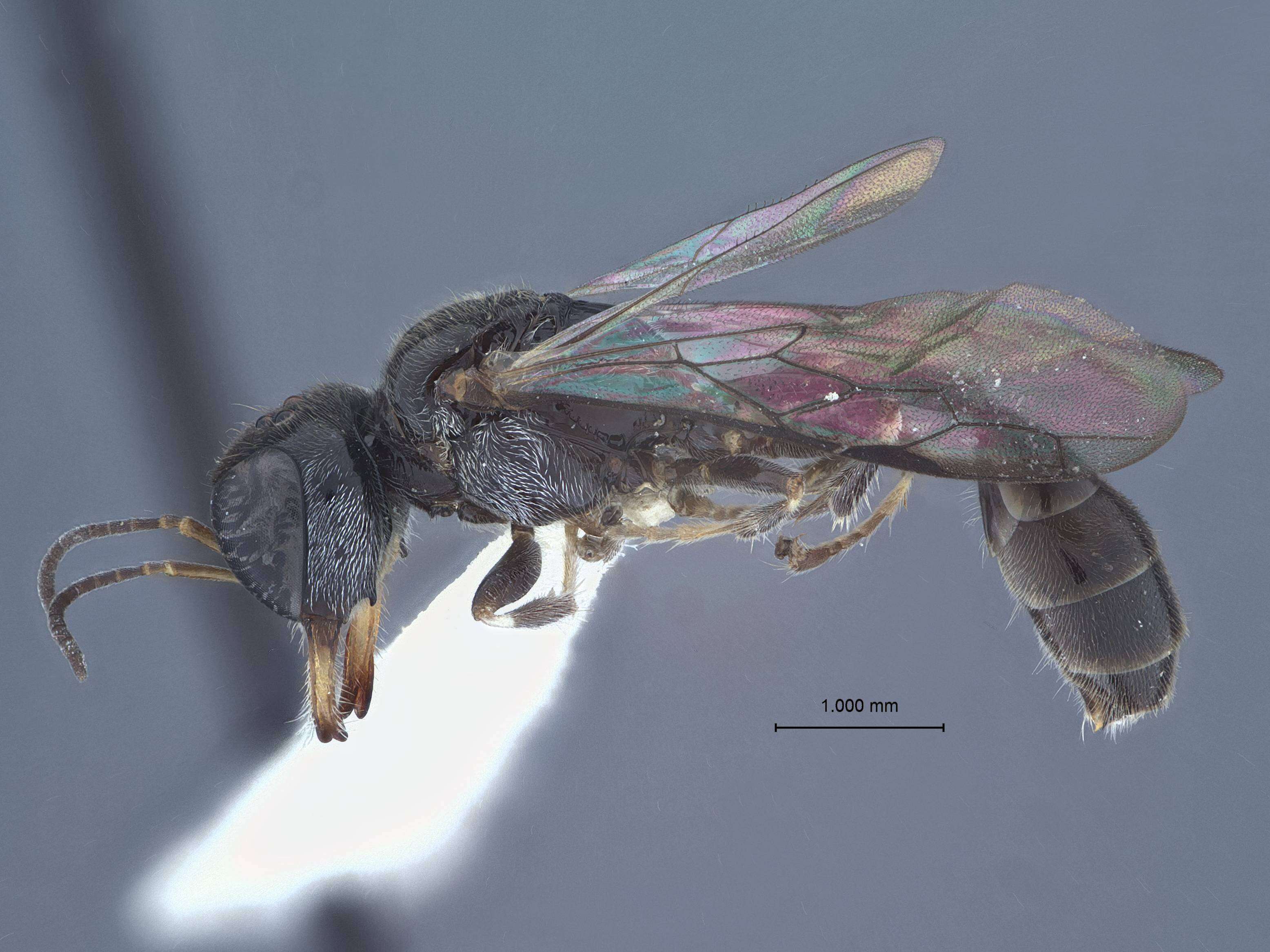 Image of Eupliloides bougainvilleae (Pate 1946)