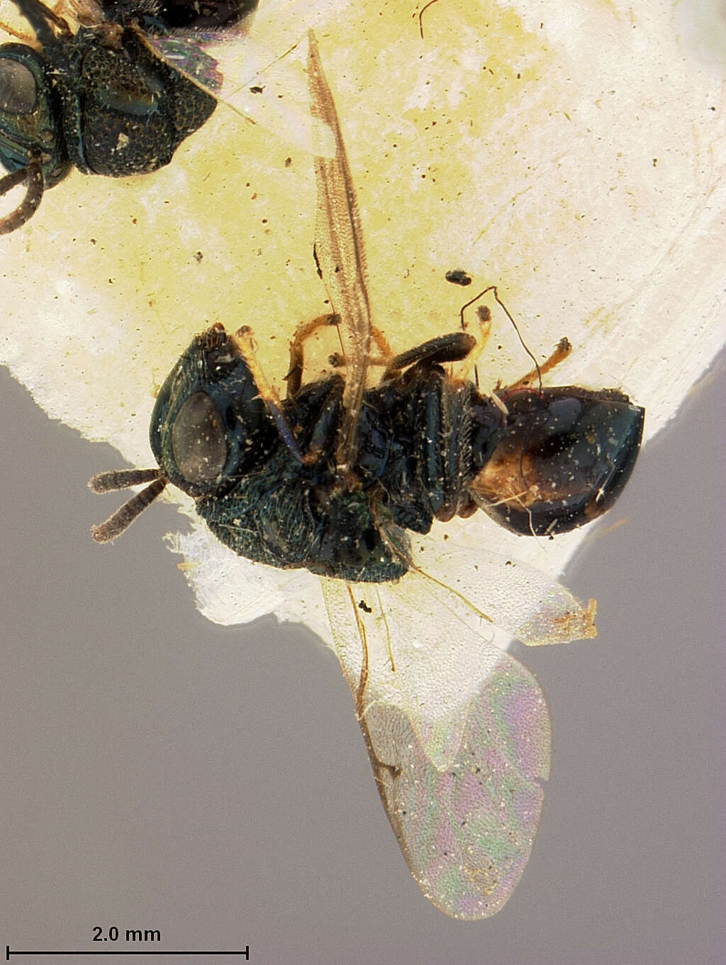 Image of Perilampus japonicus Ashmead 1904