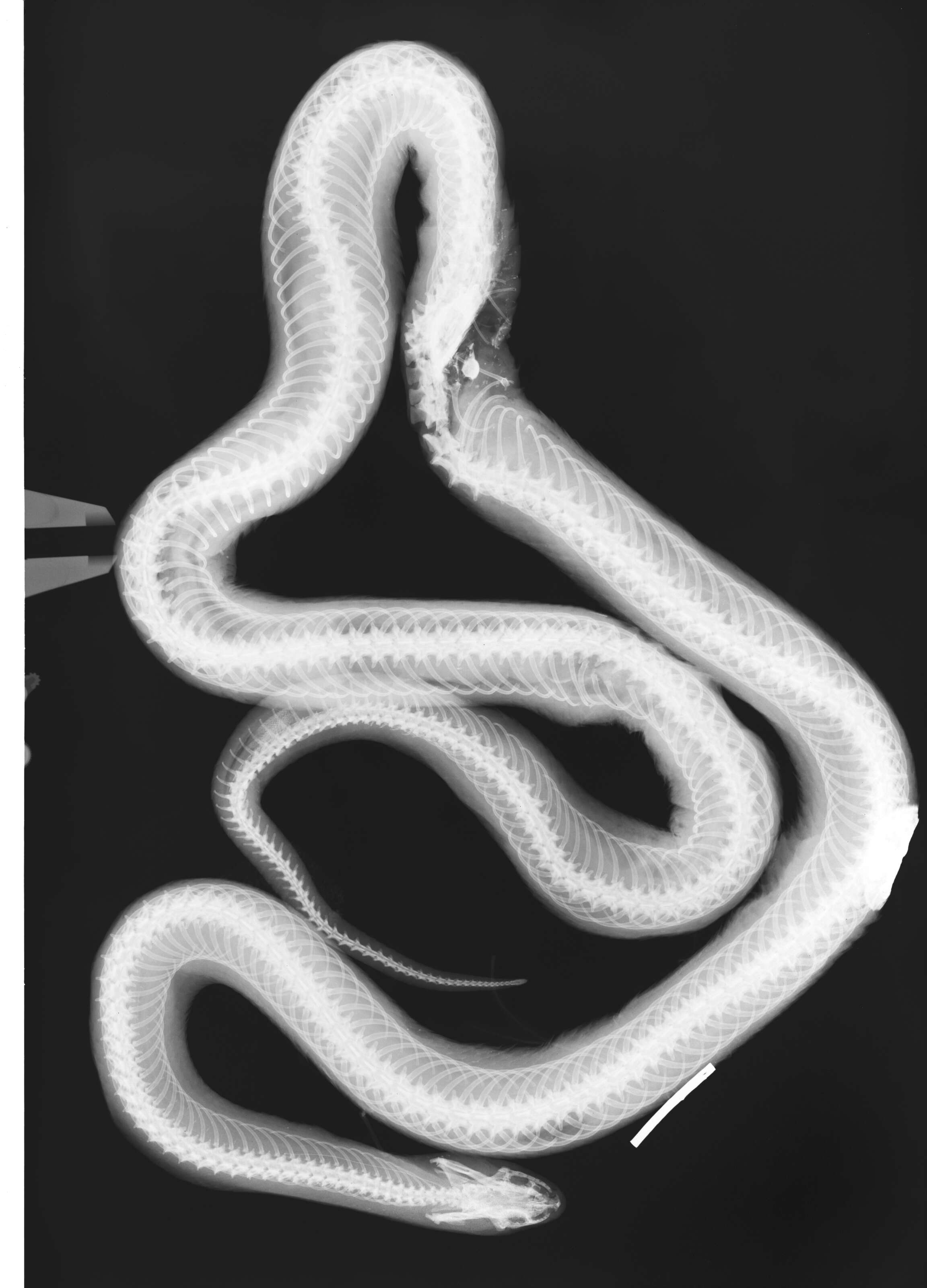 Image of Lampropeltis getula (Linnaeus 1766)