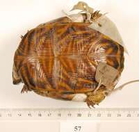 Image of Ornate Box Turtle