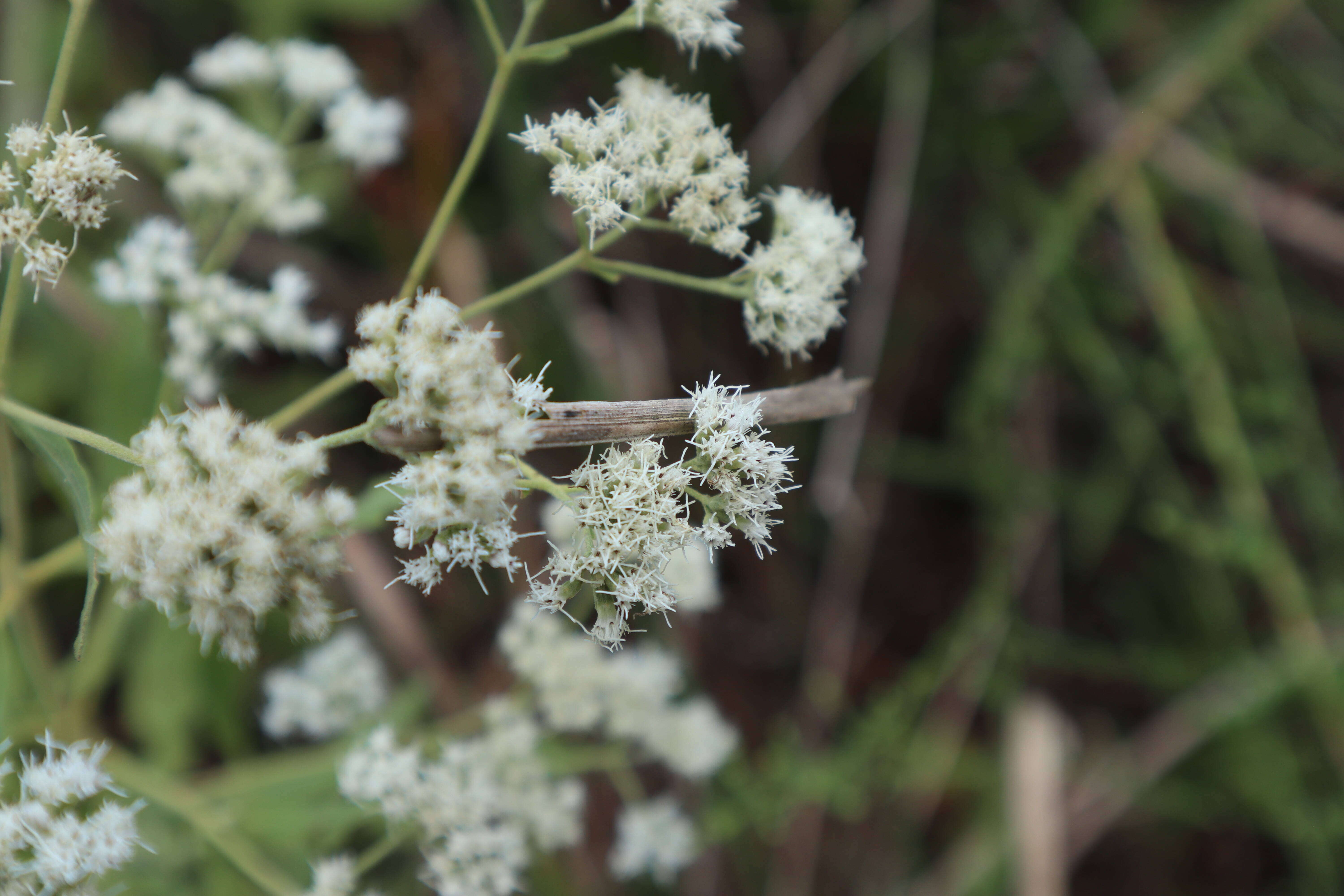 Image of Small-Flower Thoroughwort