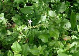 Image of Plumbago zeylanica L.