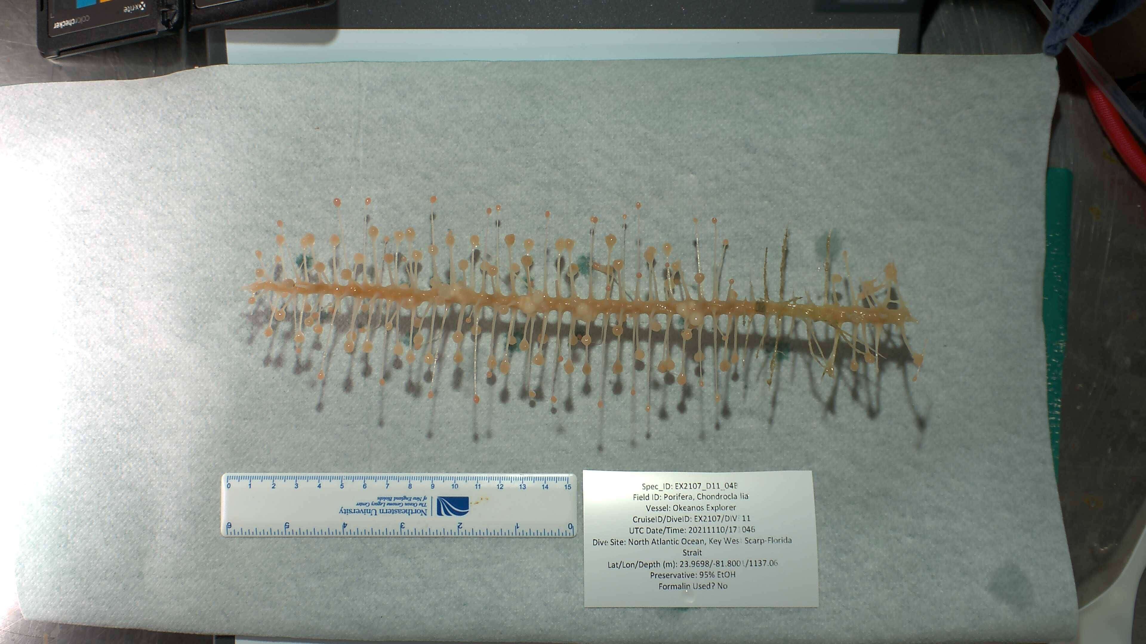 Image of Chondrocladia Thomson 1873