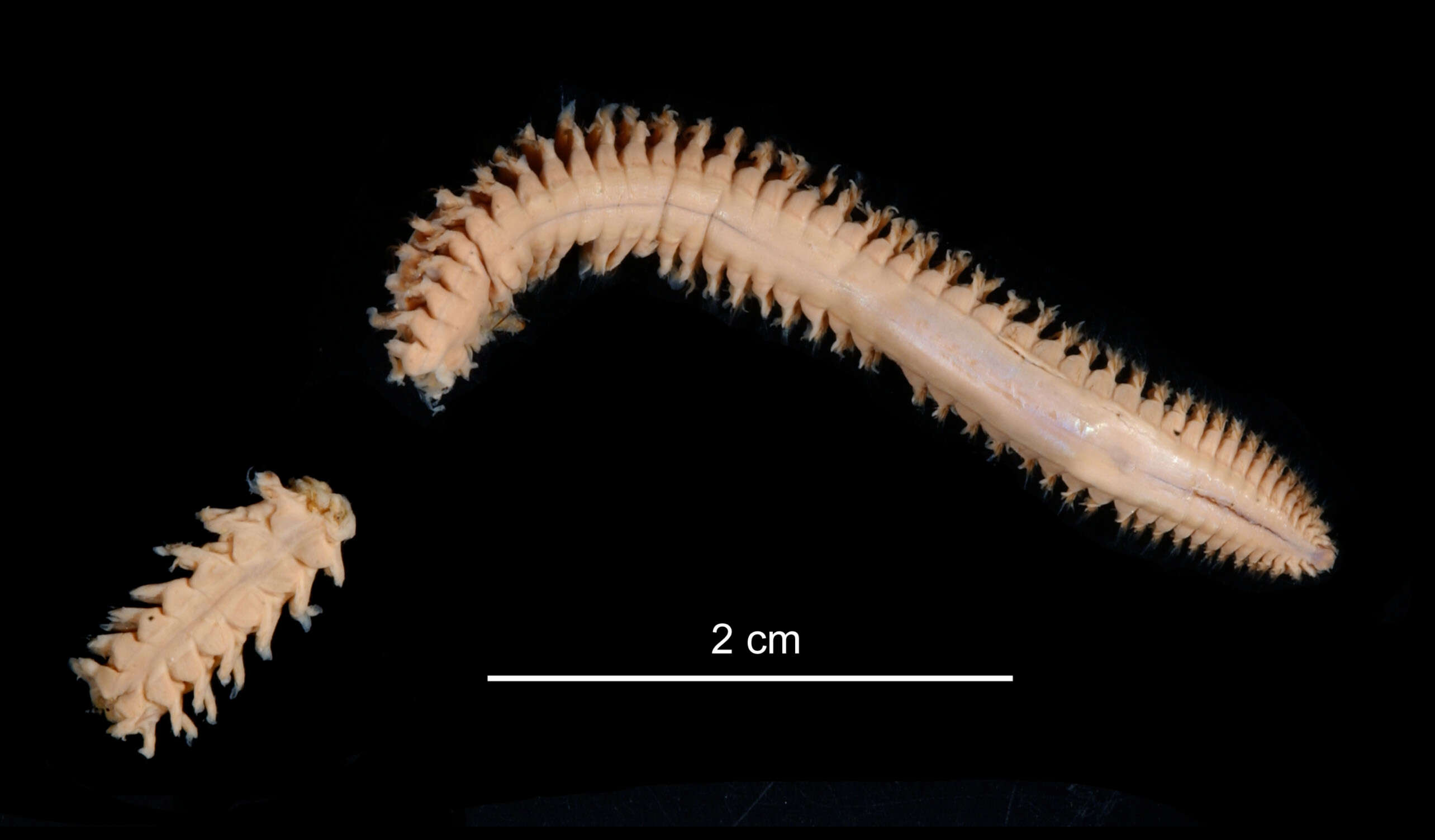 Aglaophamus foliosus Hartman 1967 resmi