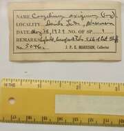 Image of Carychium exiguum (Say 1822)