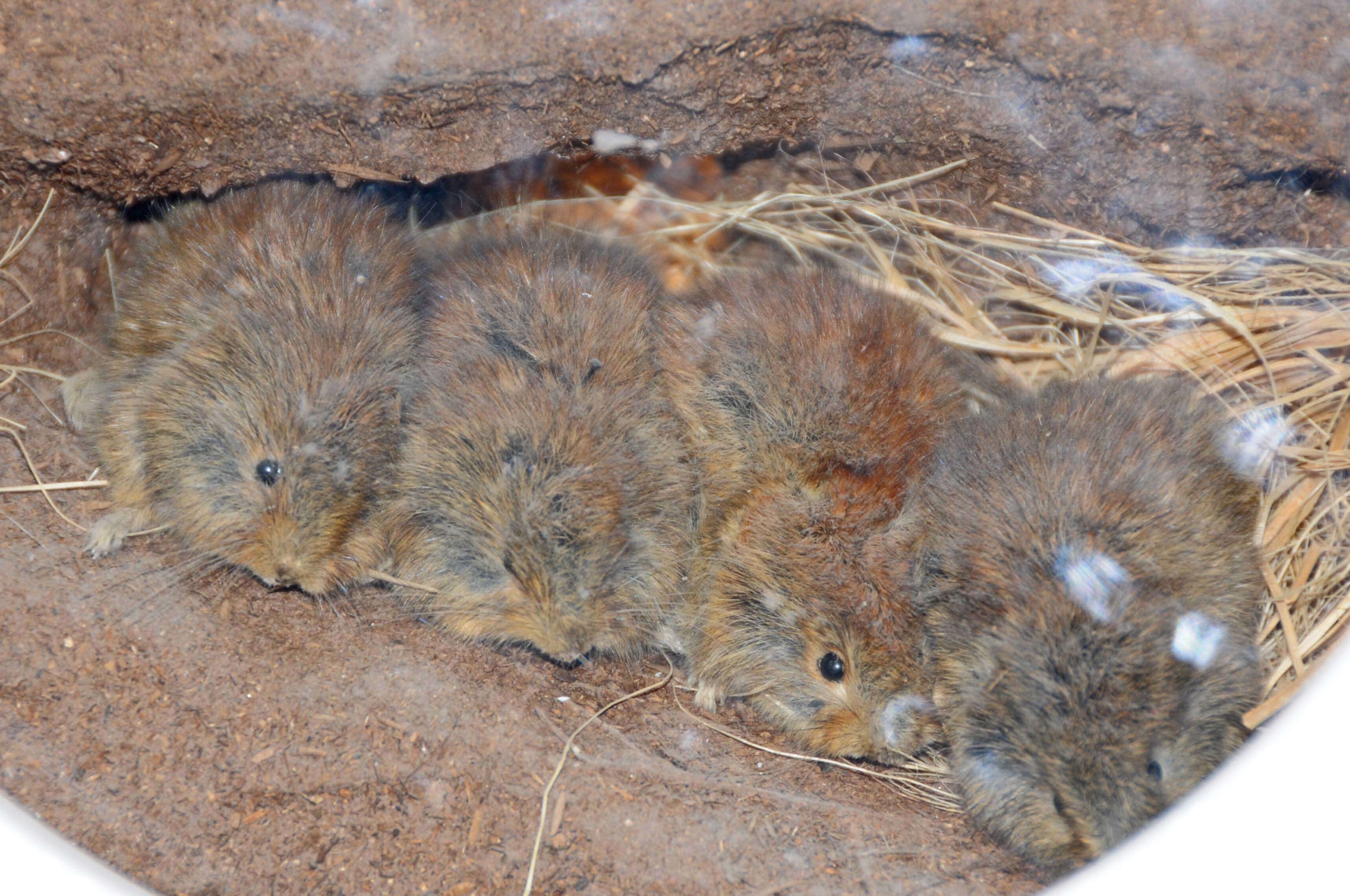 Image of Northern Red-backed Vole