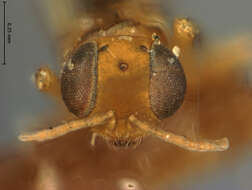 Image of Meromyzobia unifasciata Ashmead 1900