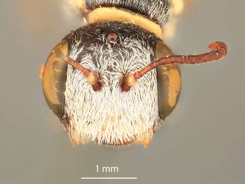 Image de Aphilanthops concinnulus Cockerell 1896