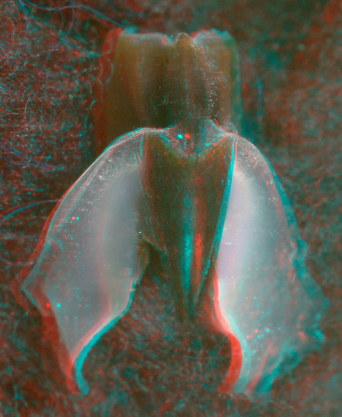 Image of Coffee bean scaled squid