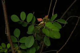 Слика од Indigofera lancifolia Rydb.