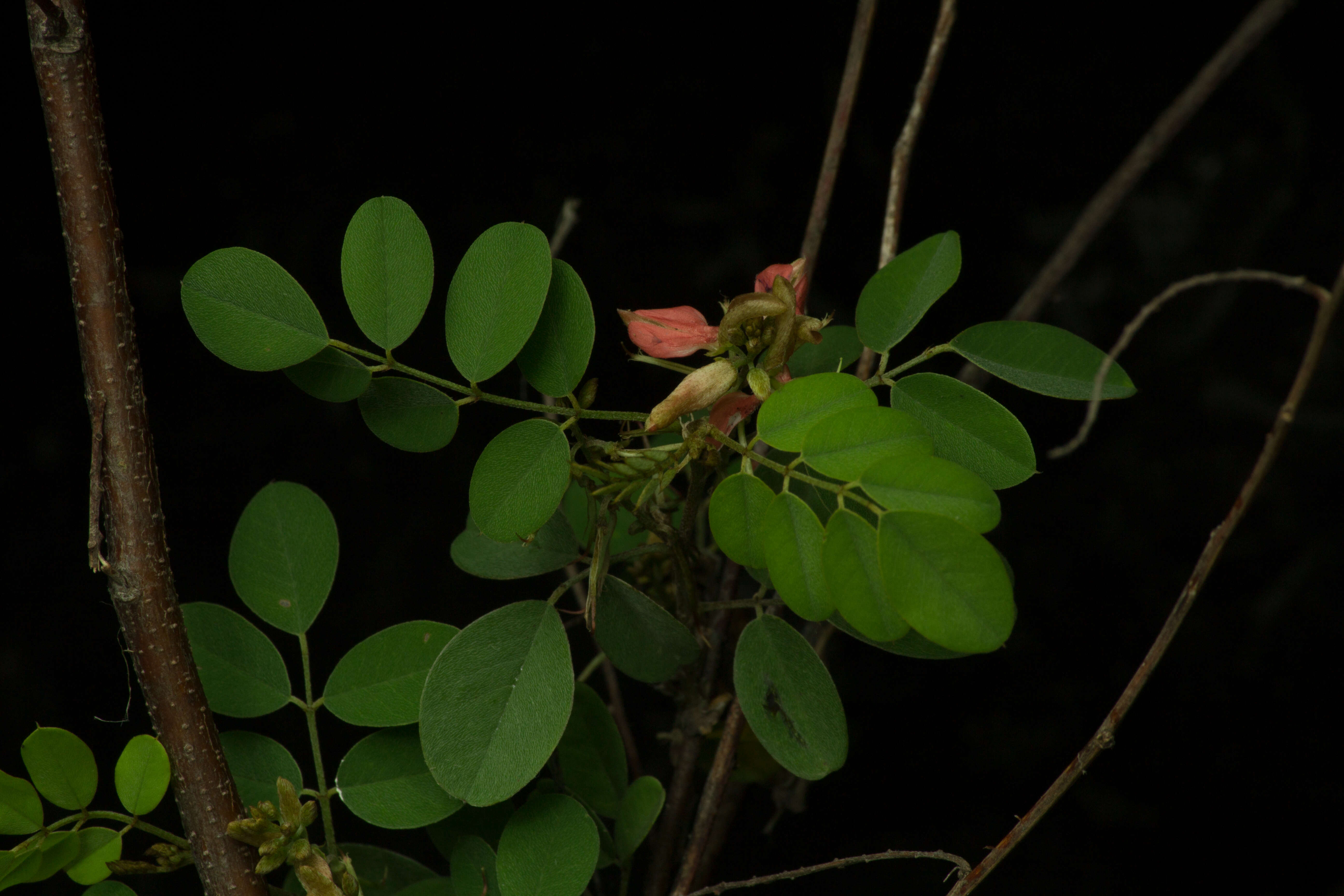 Indigofera lancifolia Rydb.的圖片