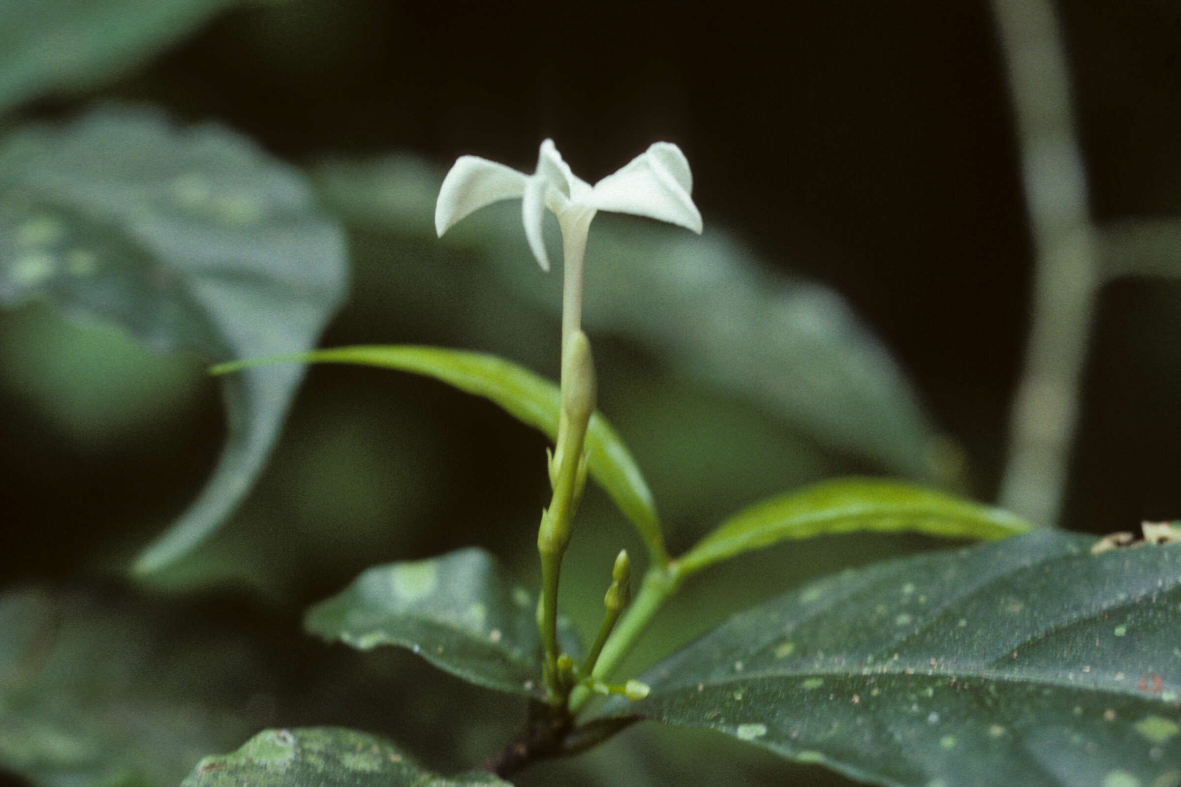 Imagem de Tabernaemontana heterophylla Vahl