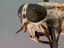 صورة Tabanus mularis Stone 1935