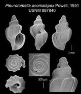 Plancia ëd Pleurotomella anomalapex Powell 1951