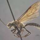 Image of Pseudelaphroptera Ashmead 1903
