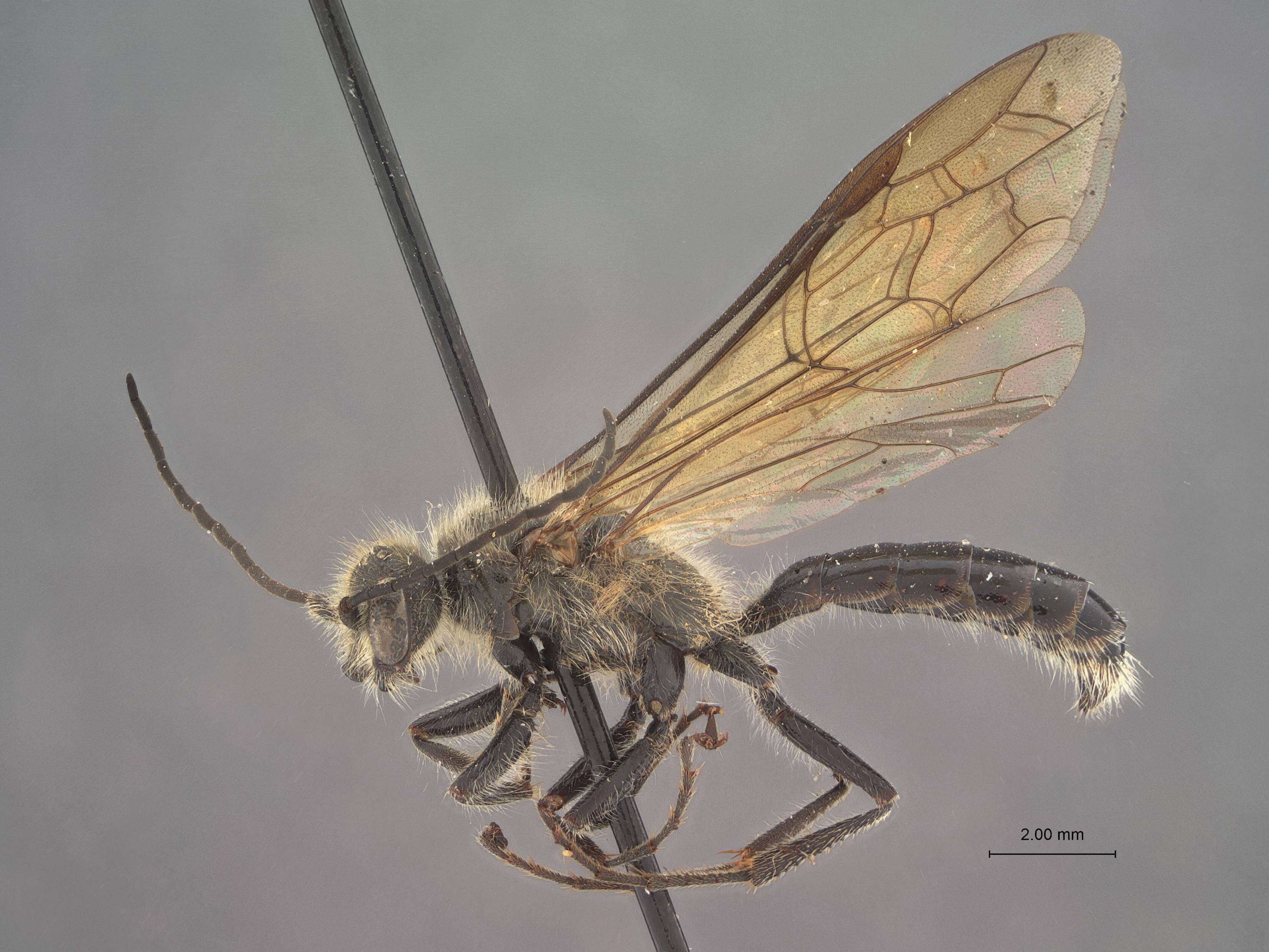 Image de Pseudelaphroptera Ashmead 1903