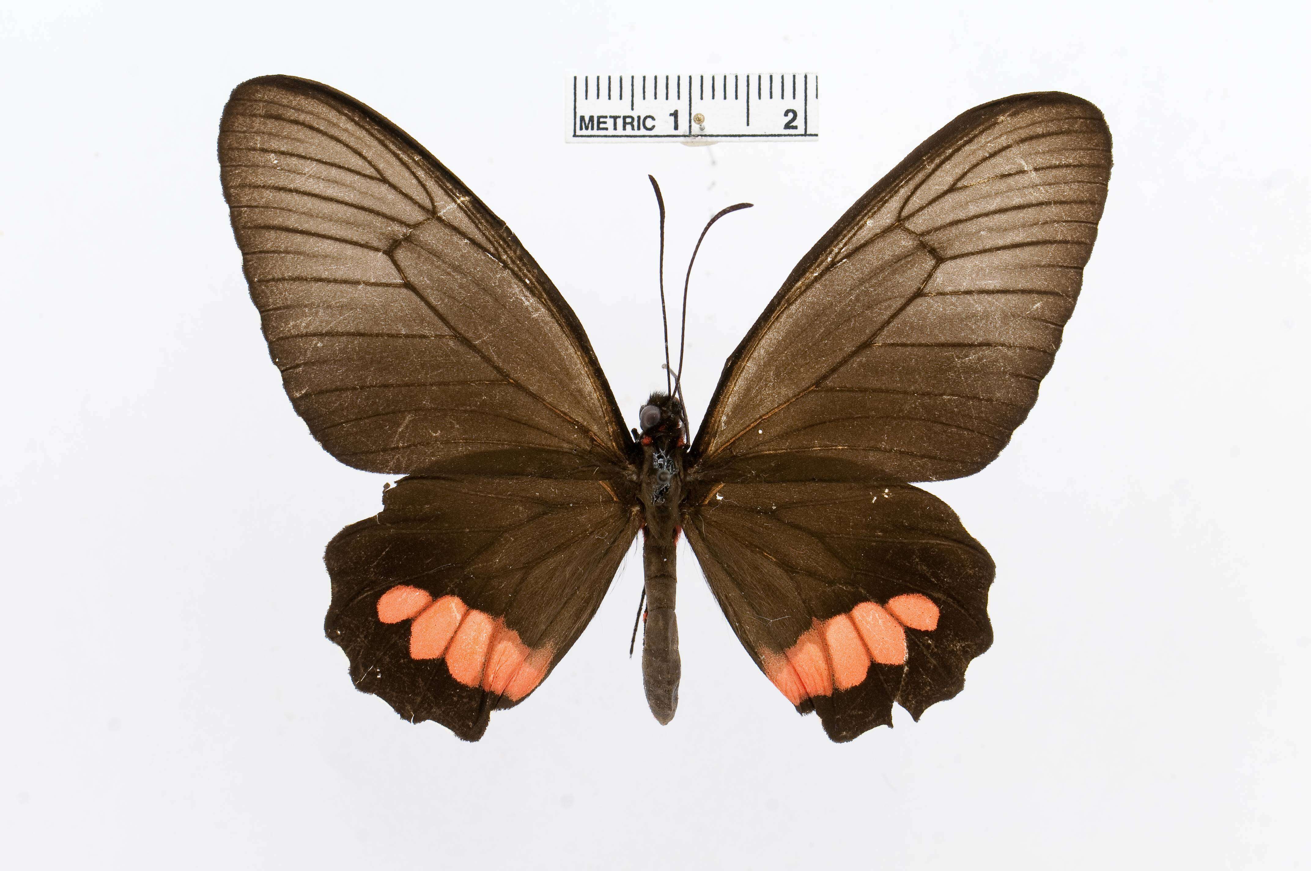 Слика од Parides anchises (Linnaeus 1758)