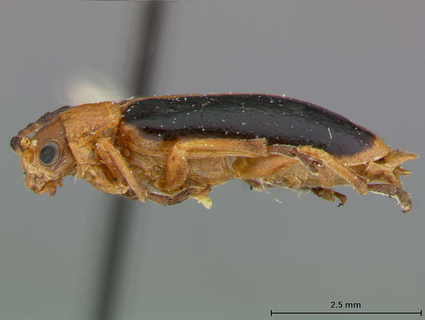 Image of Phyllobrotica antennata Schaeffer 1932