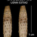 Plancia ëd Paracallonia albocrenata fallax C. Torre & Bartsch 1972