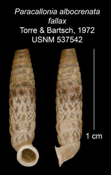 Image de Paracallonia albocrenata fallax C. Torre & Bartsch 1972