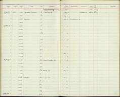 Image of Myiarchus panamensis panamensis Lawrence 1860