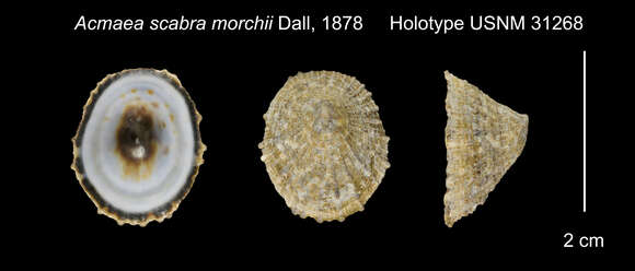 Image of Acmaea scabra Gould 1846