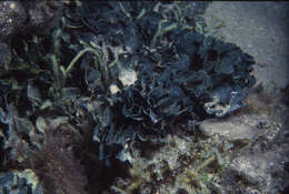 Image of Green algae
