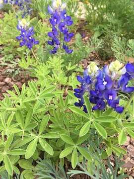 Image of Texas lupine