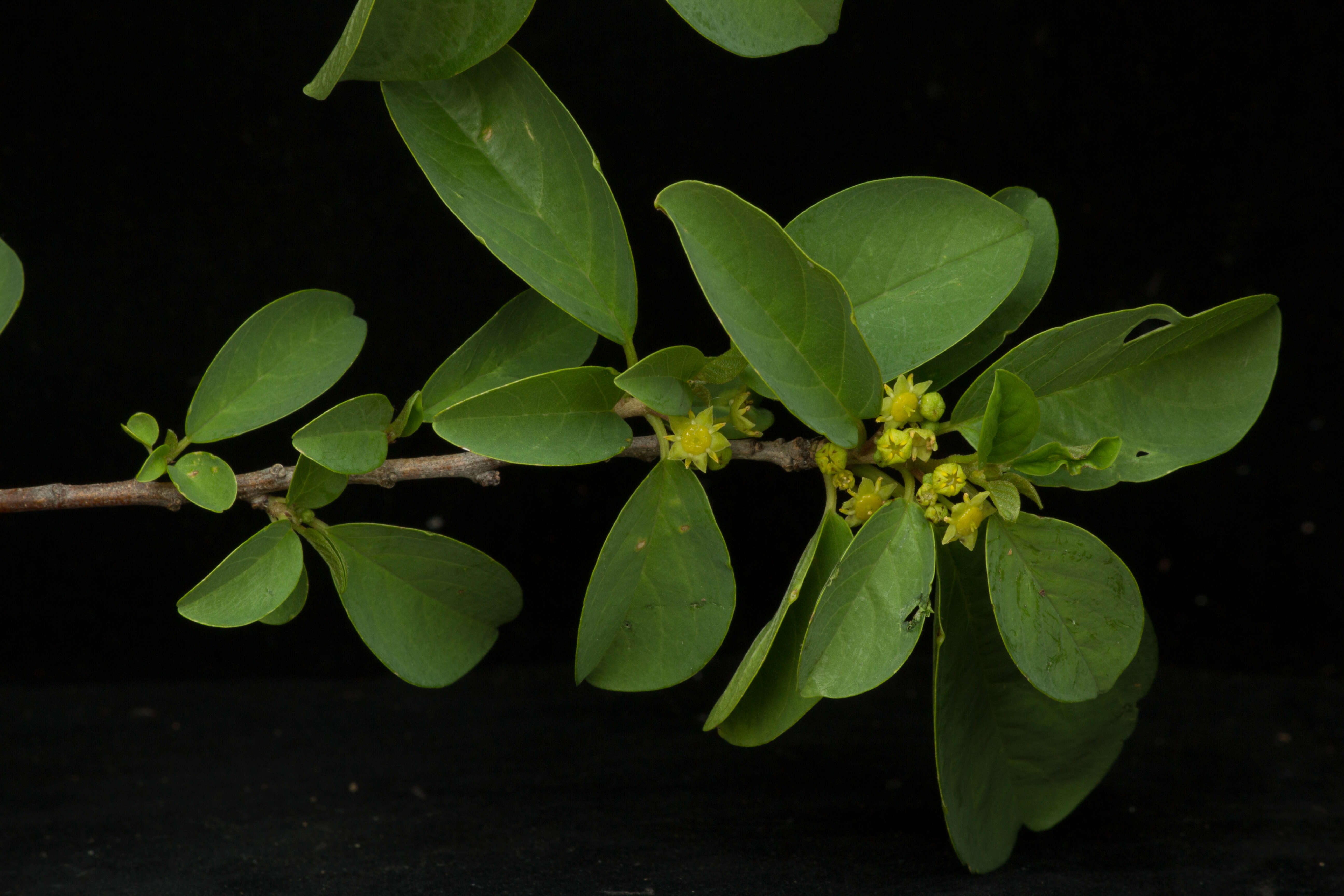 Image de Colubrina elliptica (Sw.) Briz. & W. L. Stern