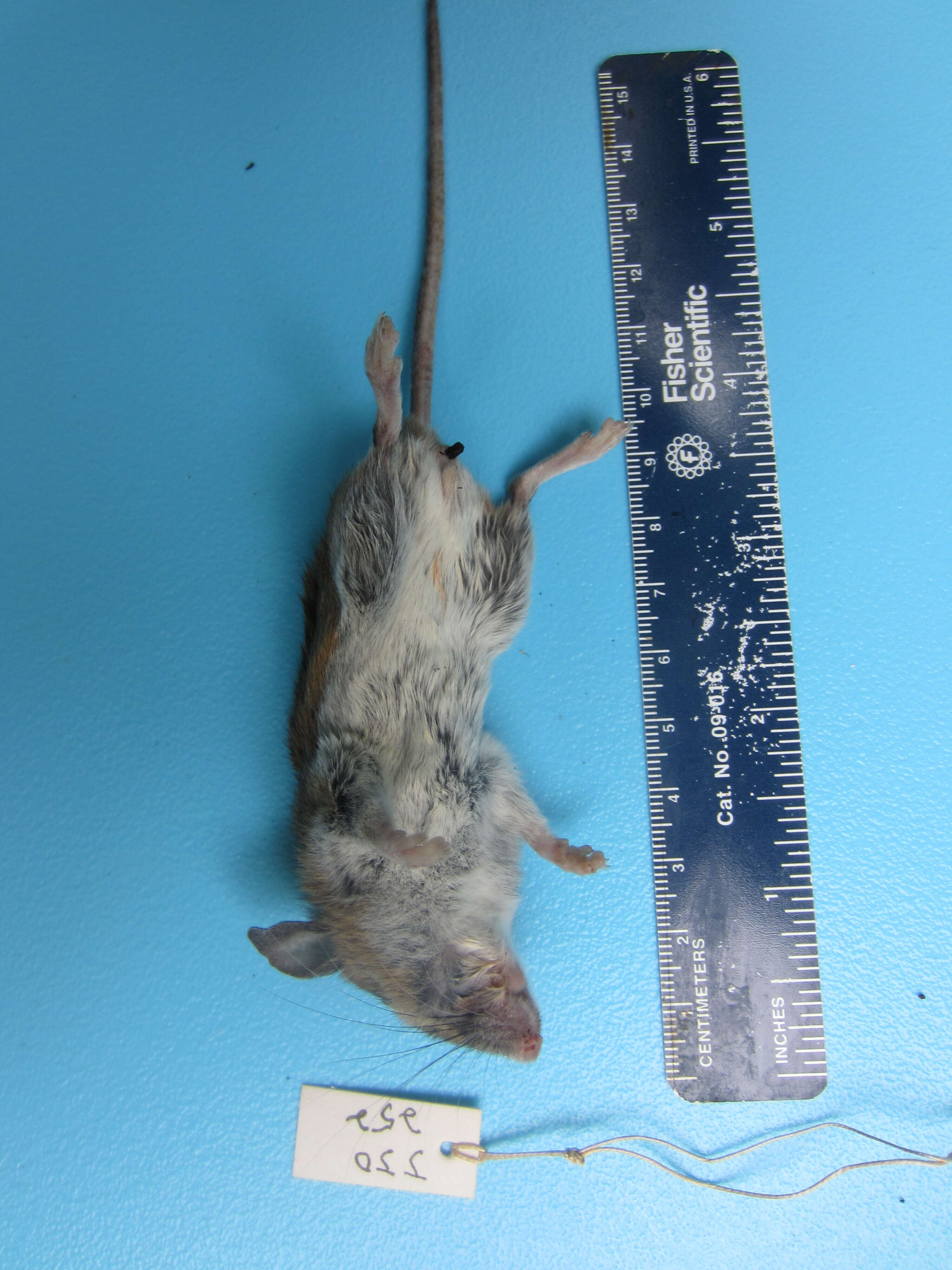 Image of White-footed Deermouse