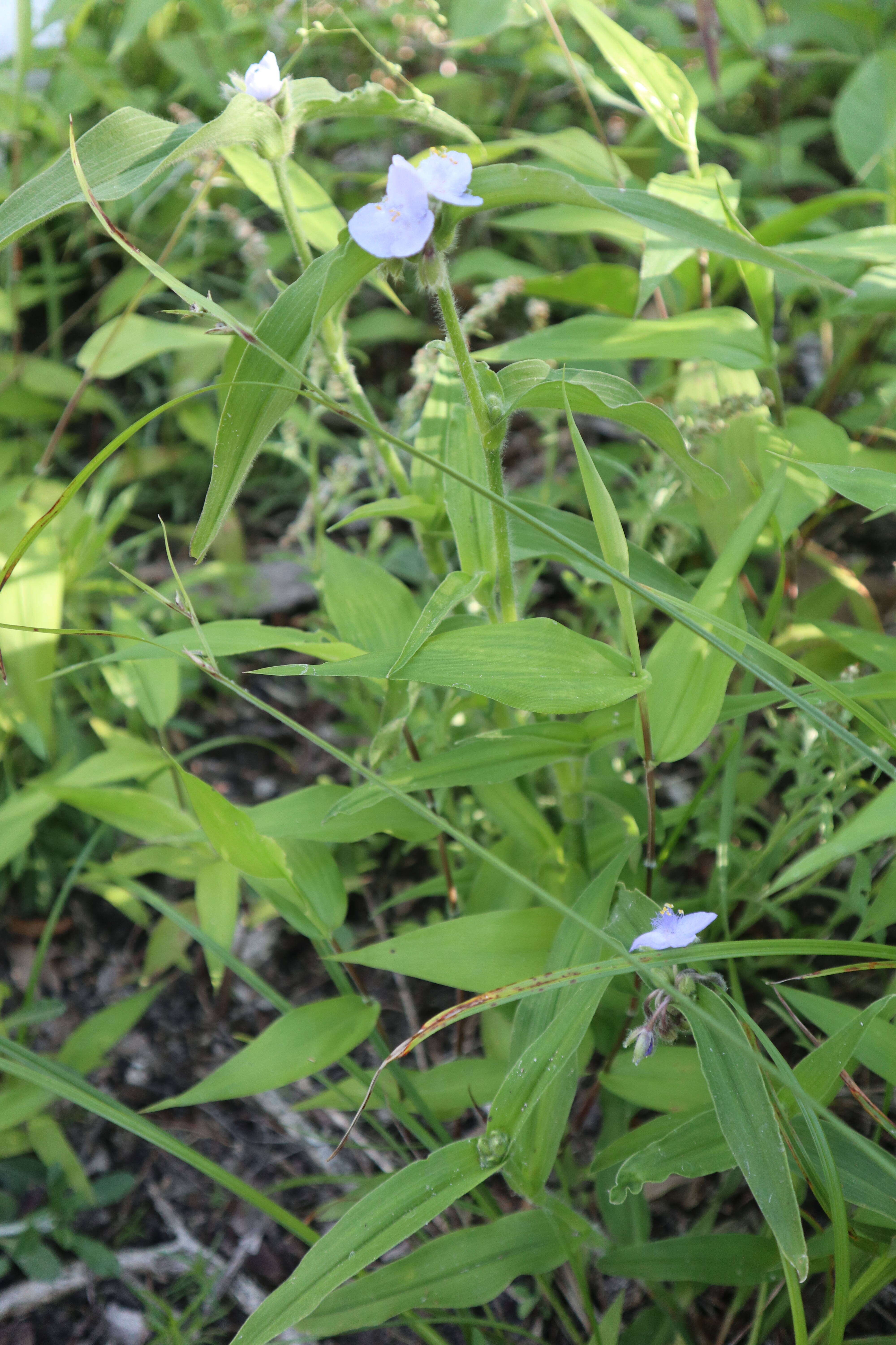 Image of zigzag spiderwort