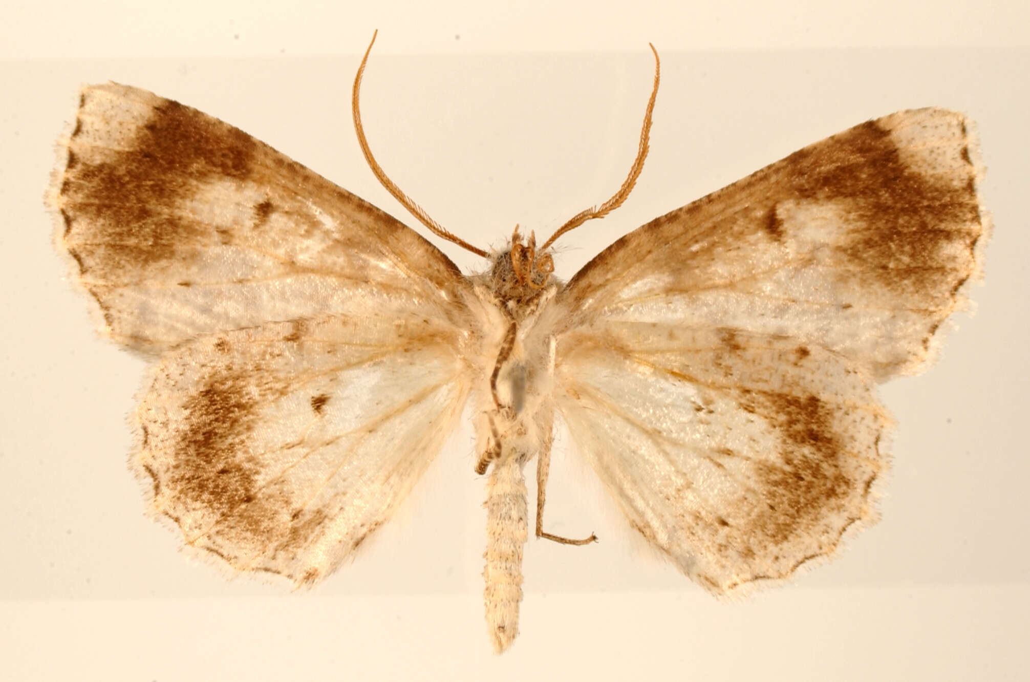 Image of Brachyctenistis subnigra Dognin 1913