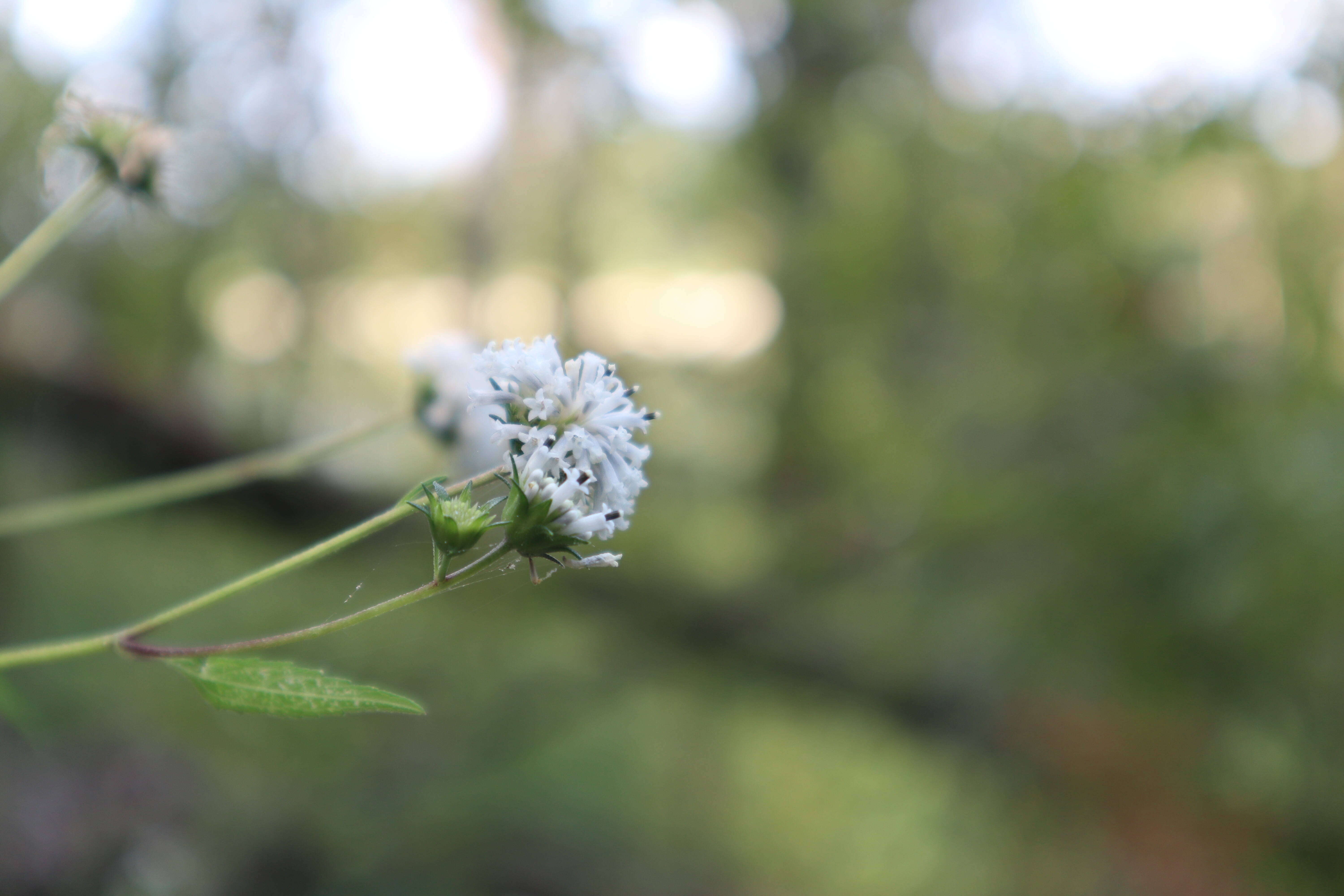 Sivun Melanthera nivea (L.) Small kuva