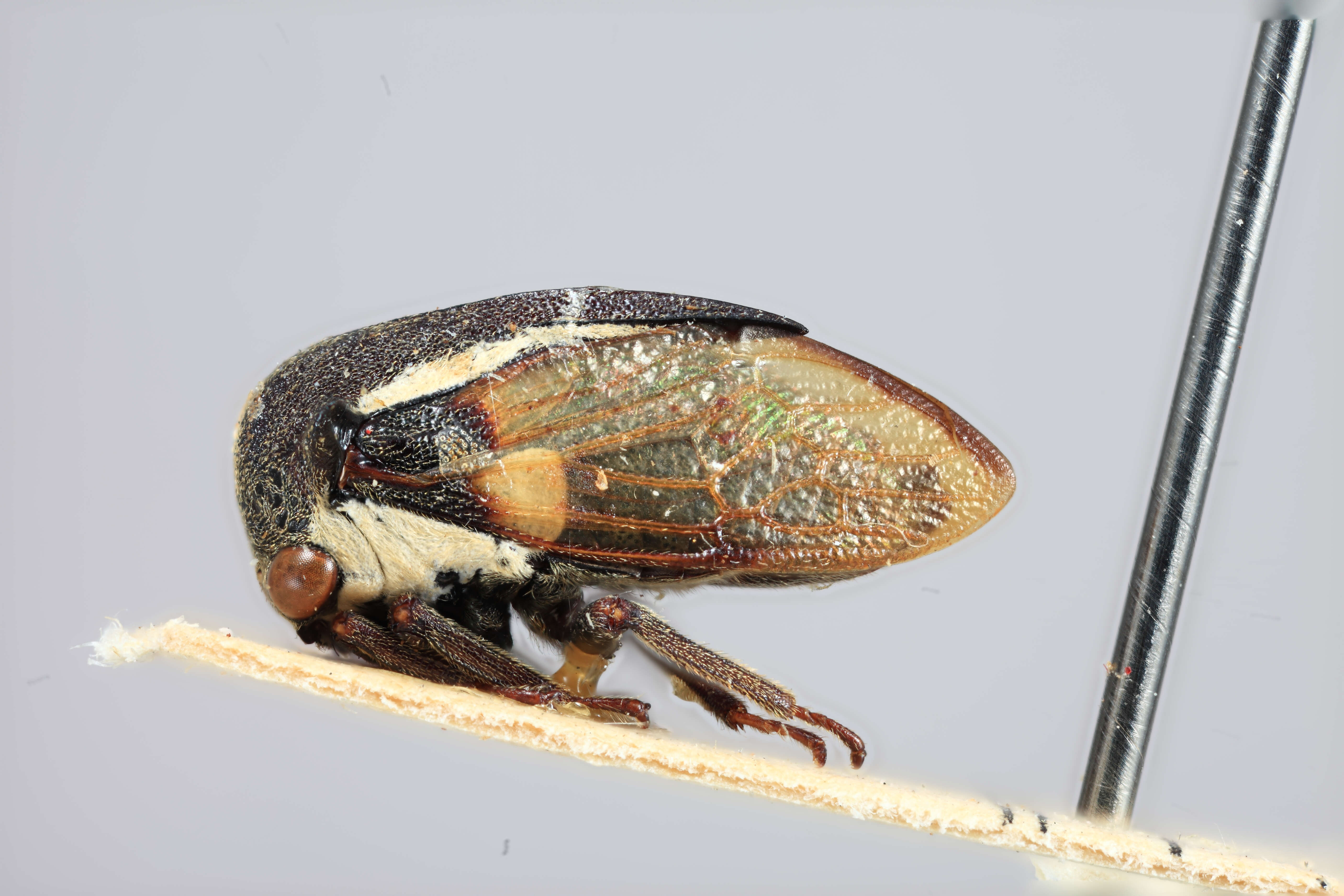 Imagem de Sipylus rotundatus Funkhouser 1927