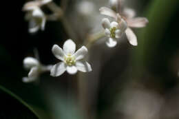 Image de Nectandra coriacea (Sw.) Griseb.