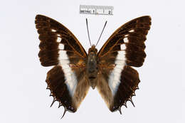 Image of Charaxes brutus