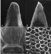 Image of Olyra buchtienii Hack.