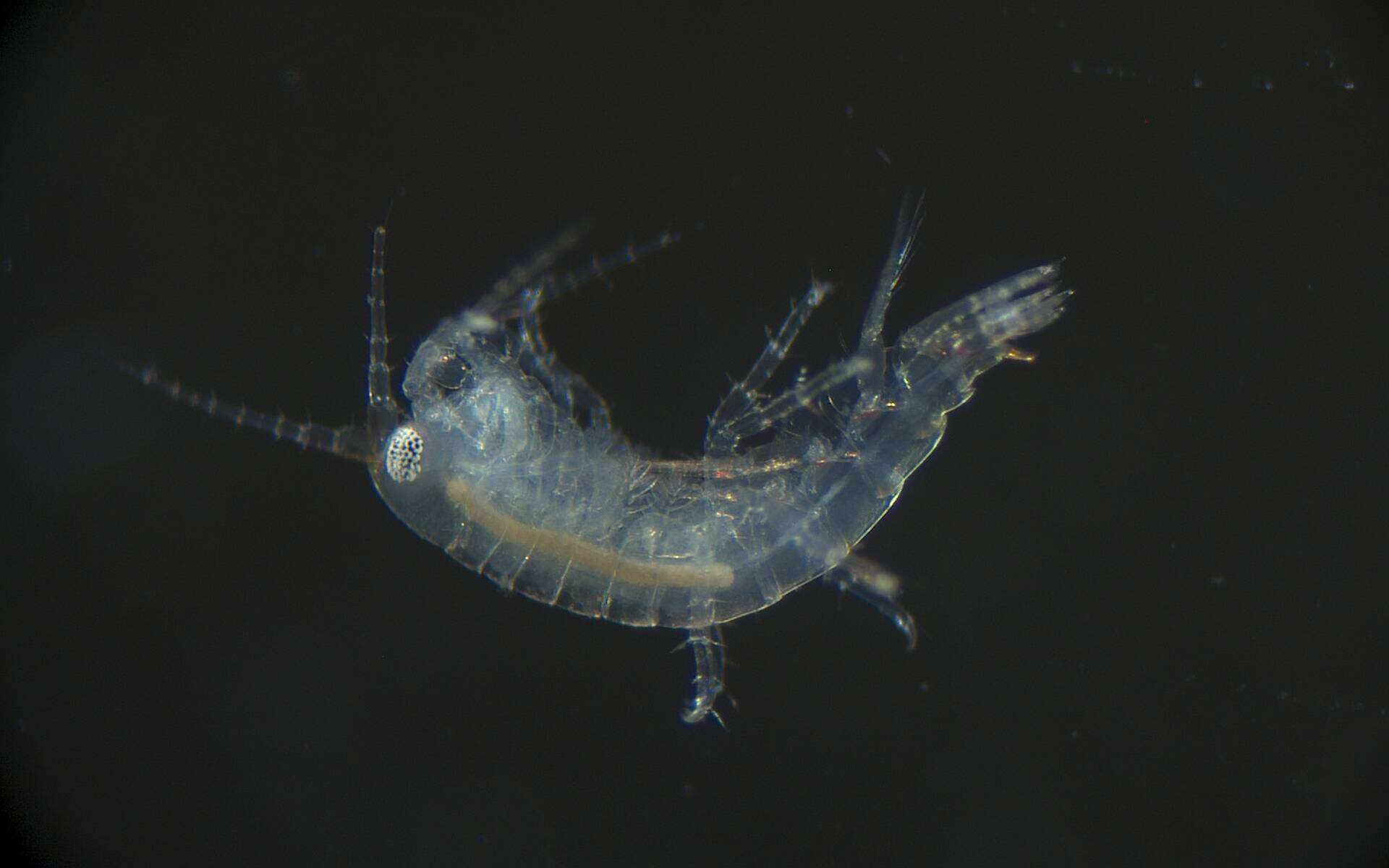 Image of Amphipoda