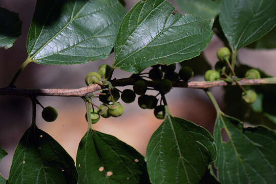 Image of Colubrina triflora Brongn.