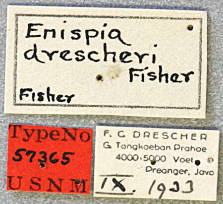 Image of Athylia drescheri (Fisher 1936)