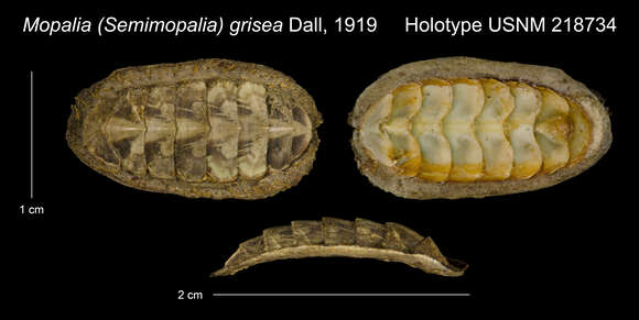 Image de Plaxiphora aurata (Spalowsky 1795)