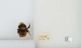 Imagem de Bombus appositus Cresson 1879