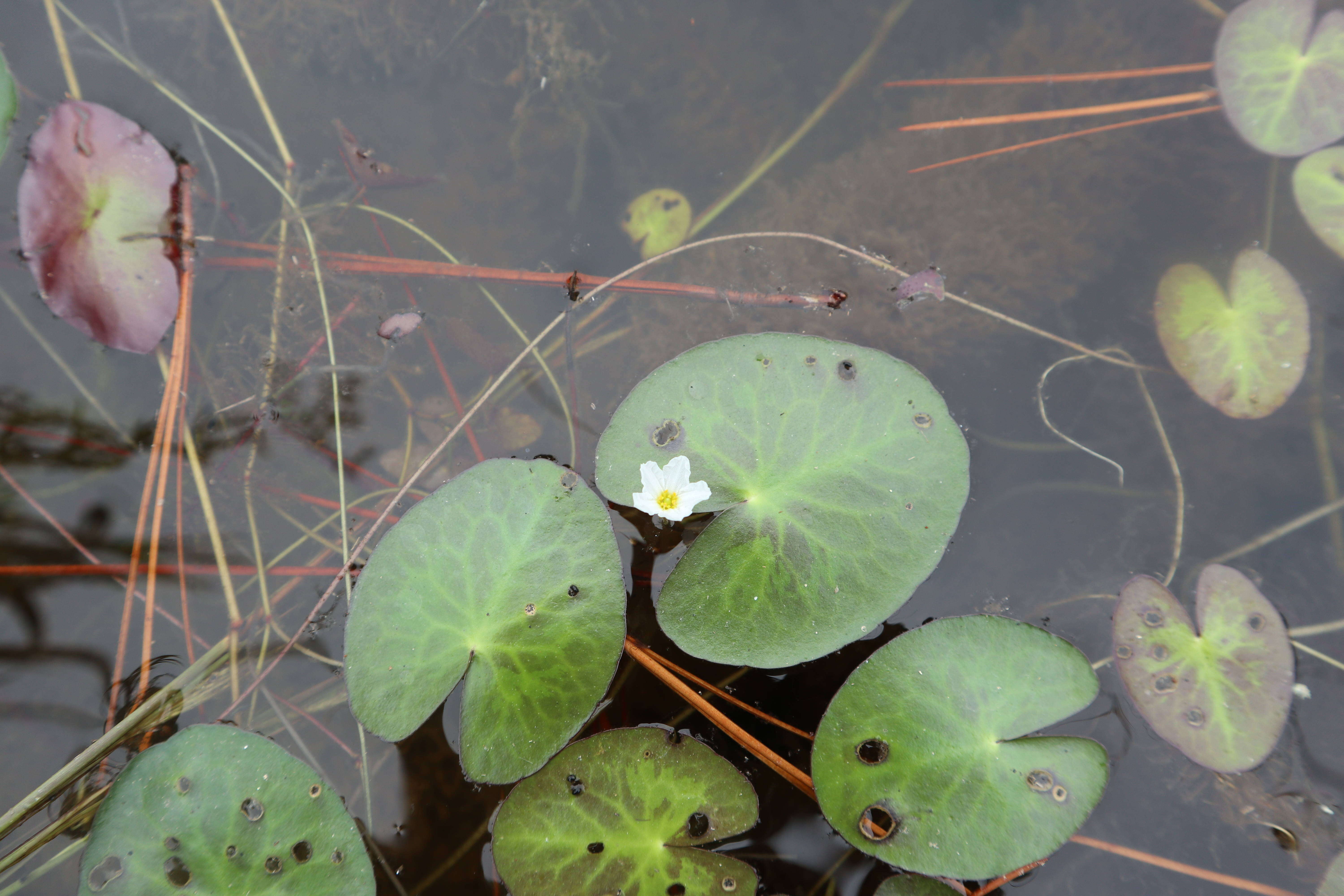 Image of Little Floatingheart