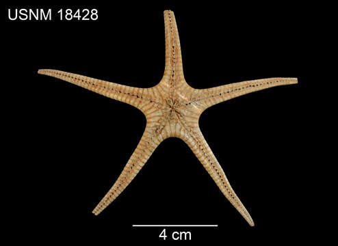 Image of Prionaster elegans Verrill 1899